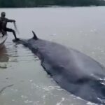 Seekor paus berukuran lebih dari 10 meter terdampar di perairan dangkal Desa Sungai Somor, Kabupaten Ogan Komering Ilir (OKI), Sumatera Selatan, Minggu (15/2/2026). Warga bersama perangkat desa berupaya menggiring mamalia laut tersebut kembali ke arah muara agar bisa kembali ke laut lepas. Foto: Tangkap layar TikTok @inside.sumut