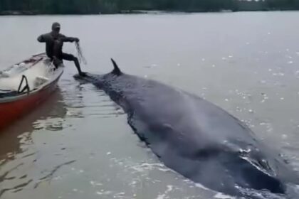 Seekor paus berukuran lebih dari 10 meter terdampar di perairan dangkal Desa Sungai Somor, Kabupaten Ogan Komering Ilir (OKI), Sumatera Selatan, Minggu (15/2/2026). Warga bersama perangkat desa berupaya menggiring mamalia laut tersebut kembali ke arah muara agar bisa kembali ke laut lepas. Foto: Tangkap layar TikTok @inside.sumut