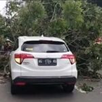Pohon tumbang timpa mobil di Cilandak Timur, Jakarta Selatan, Kamis (12/2/2026). Foto: Ist