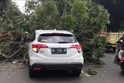 Pohon tumbang timpa mobil di Cilandak Timur, Jakarta Selatan, Kamis (12/2/2026). Foto: Ist