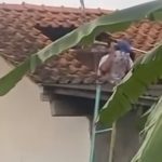 Seorang masinis di Desa Mujur Lor, Kroya, Cilacap, meninggal dunia setelah tersengat kawanan tawon vespa saat membersihkan tandon air di atap rumahnya, Kamis (26/2/2026). Foto: TikTok @eniekaryanti
