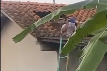 Seorang masinis di Desa Mujur Lor, Kroya, Cilacap, meninggal dunia setelah tersengat kawanan tawon vespa saat membersihkan tandon air di atap rumahnya, Kamis (26/2/2026). Foto: TikTok @eniekaryanti