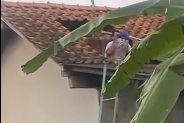 Seorang masinis di Desa Mujur Lor, Kroya, Cilacap, meninggal dunia setelah tersengat kawanan tawon vespa saat membersihkan tandon air di atap rumahnya, Kamis (26/2/2026). Foto: TikTok @eniekaryanti
