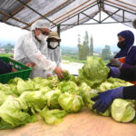 Studi independen oleh Oxford Economics menunjukkan bahwa setiap 100 karyawan yang dipekerjakan secara langsung oleh McDonald’s Indonesia, mendukung 330 lapangan pekerjaan tambahan di berbagai sektor ekonomi lokal. Ini menegaskan komitmen untuk terus tumbuh bersama melalui penciptaan akses lapangan kerja hingga kemitraan berkelanjutan dengan pelaku usaha dalam negeri sejalan dengan semangat “Sepenuhnya Indonesia”. (istimewa).