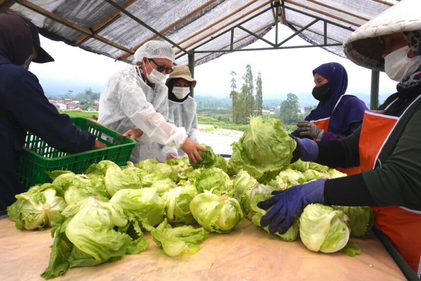 Studi independen oleh Oxford Economics menunjukkan bahwa setiap 100 karyawan yang dipekerjakan secara langsung oleh McDonald’s Indonesia, mendukung 330 lapangan pekerjaan tambahan di berbagai sektor ekonomi lokal. Ini menegaskan komitmen untuk terus tumbuh bersama melalui penciptaan akses lapangan kerja hingga kemitraan berkelanjutan dengan pelaku usaha dalam negeri sejalan dengan semangat “Sepenuhnya Indonesia”. (istimewa).
