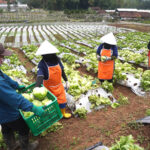Studi independen oleh Oxford Economics menunjukkan bahwa setiap 100 karyawan yang dipekerjakan secara langsung oleh McDonald’s Indonesia, mendukung 330 lapangan pekerjaan tambahan di berbagai sektor ekonomi lokal. Ini menegaskan komitmen untuk terus tumbuh bersama melalui penciptaan akses lapangan kerja hingga kemitraan berkelanjutan dengan pelaku usaha dalam negeri sejalan dengan semangat “Sepenuhnya Indonesia”. (istimewa).