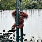 Taman Margasatwa Ragunan, Pasar Minggu, Jakarta Selatan, menjadi magnet para pengunjung menghabiskan waktu bersama keluarga di momen libur Lebaran, Senin (23/3/2026). Foto: Joesvicar Iqbal/ipol.id