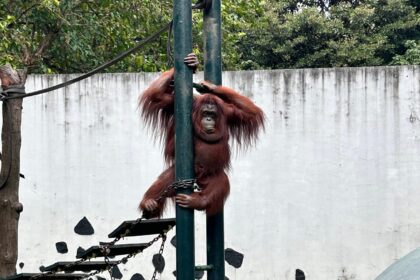 Taman Margasatwa Ragunan, Pasar Minggu, Jakarta Selatan, menjadi magnet para pengunjung menghabiskan waktu bersama keluarga di momen libur Lebaran, Senin (23/3/2026). Foto: Joesvicar Iqbal/ipol.id