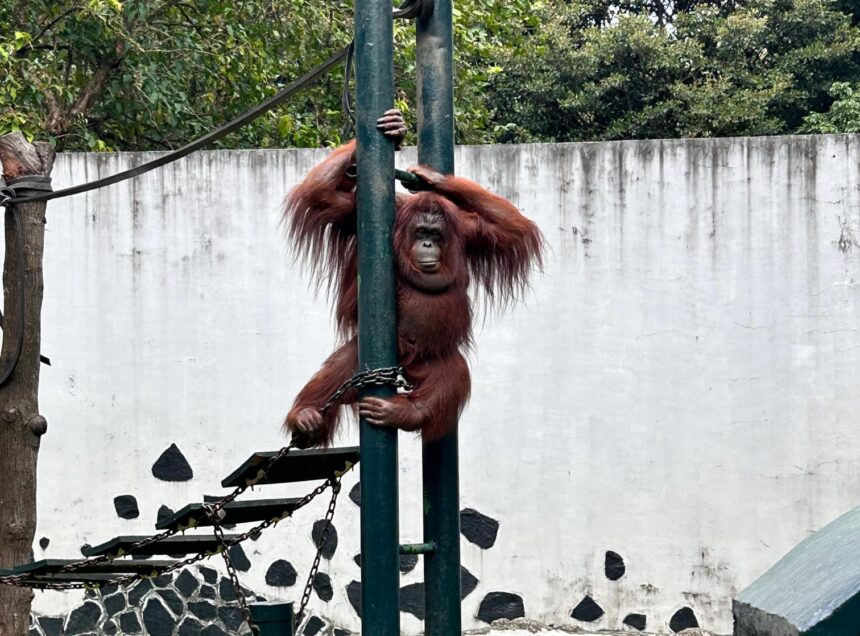 Taman Margasatwa Ragunan, Pasar Minggu, Jakarta Selatan, menjadi magnet para pengunjung menghabiskan waktu bersama keluarga di momen libur Lebaran, Senin (23/3/2026). Foto: Joesvicar Iqbal/ipol.id