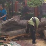 Penampakan pohon jenis flamboyan yang tumbang di Jalan Pakubuwono VI, Kebayoran Baru, Jakarta Selatan, Rabu (11/3/2026) siang, dievakuasi petugas Sudin Pertamanan dan Hutan Kota Jakarta Selatan. Foto: Ist