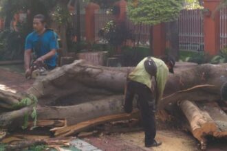 Penampakan pohon jenis flamboyan yang tumbang di Jalan Pakubuwono VI, Kebayoran Baru, Jakarta Selatan, Rabu (11/3/2026) siang, dievakuasi petugas Sudin Pertamanan dan Hutan Kota Jakarta Selatan. Foto: Ist