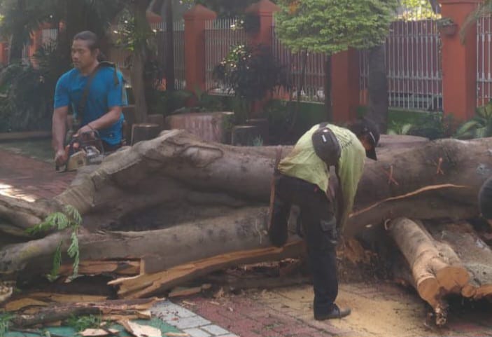 Penampakan pohon jenis flamboyan yang tumbang di Jalan Pakubuwono VI, Kebayoran Baru, Jakarta Selatan, Rabu (11/3/2026) siang, dievakuasi petugas Sudin Pertamanan dan Hutan Kota Jakarta Selatan. Foto: Ist