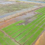 Ilustrasi lahan sawah. Foto: Dok Dirjen PSP Kementan RI