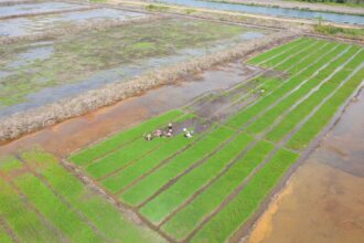 Ilustrasi lahan sawah. Foto: Dok Dirjen PSP Kementan RI