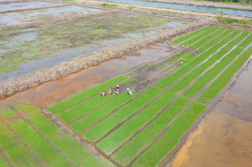 Ilustrasi lahan sawah. Foto: Dok Dirjen PSP Kementan RI