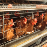 Ilustrasi produk unggas dan telur. Foto: Dok PT Ansell Jaya