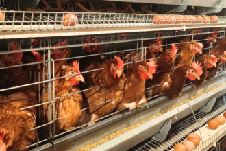 Ilustrasi produk unggas dan telur. Foto: Dok PT Ansell Jaya