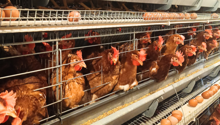 Ilustrasi produk unggas dan telur. Foto: Dok PT Ansell Jaya