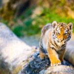 harimau