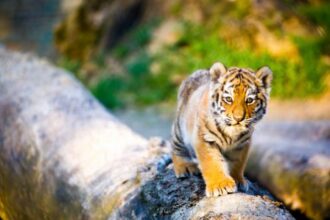 harimau