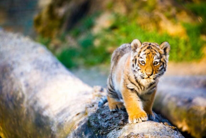 harimau