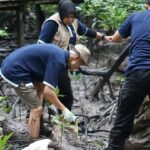 Kolaborasi Telkom dan AYS Indonesia dalam kegiatan konservasi bekantan dan penanaman mangrove di Tarakan, Kalimantan Utara beberapa waktu lalu. Foto: Telkom Indonesia
