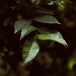 Daun jambu air. Foto: Ashfor Marx/pexels