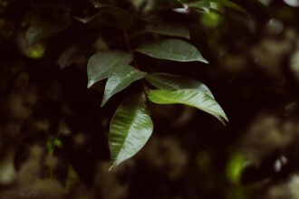 Daun jambu air. Foto: Ashfor Marx/pexels