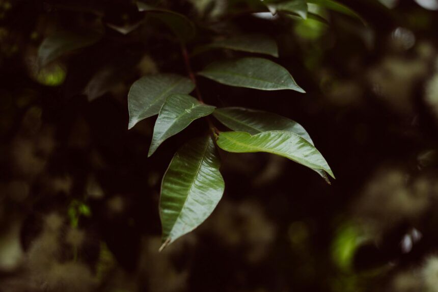 Daun jambu air. Foto: Ashfor Marx/pexels