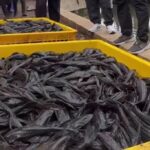 Ikan Sapu-Sapu. Foto: Instagram @kotajakartaselatan