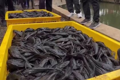 Ikan Sapu-Sapu. Foto: Instagram @kotajakartaselatan