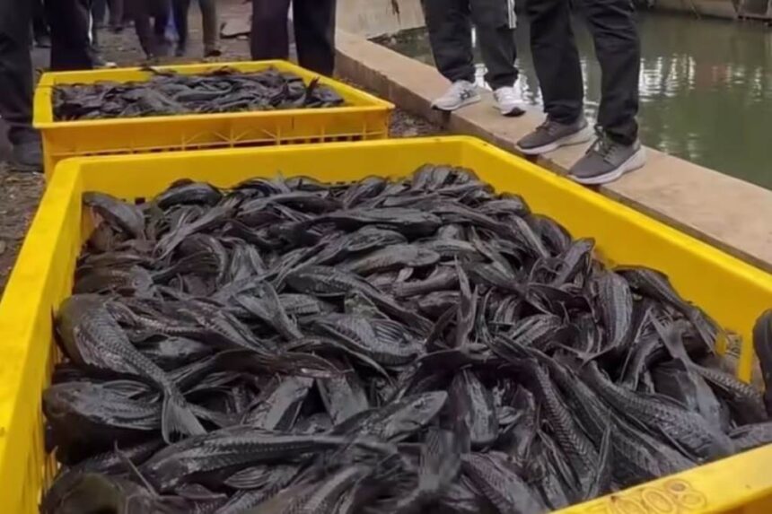 Ikan Sapu-Sapu. Foto: Instagram @kotajakartaselatan