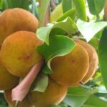 Buah bisbul atau buah mentega yang langka, hanya ditemui di Filipina. Berkerabat dengan buah kesemek. Kini ditemukan di Papua. Foto: Net