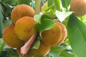 Buah bisbul atau buah mentega yang langka, hanya ditemui di Filipina. Berkerabat dengan buah kesemek. Kini ditemukan di Papua. Foto: Net