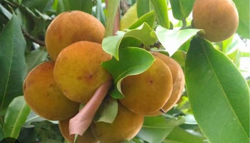 Buah bisbul atau buah mentega yang langka, hanya ditemui di Filipina. Berkerabat dengan buah kesemek. Kini ditemukan di Papua. Foto: Net