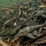 Ilustrasi ikan sapu-sapu. Foto: Instagram @indah_saguni_asm