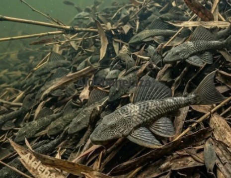 Ilustrasi ikan sapu-sapu. Foto: Instagram @indah_saguni_asm