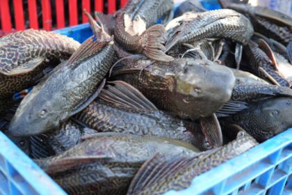ikan sapu sapu