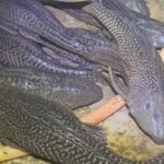 ikan sapu sapu tiktok ad ariefkamarudin