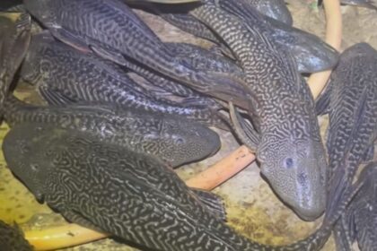 ikan sapu sapu tiktok ad ariefkamarudin