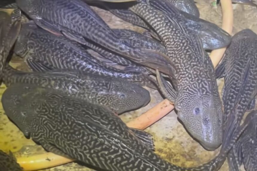 ikan sapu sapu tiktok ad ariefkamarudin