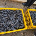 ikan sapu-sapu. Foto Ist