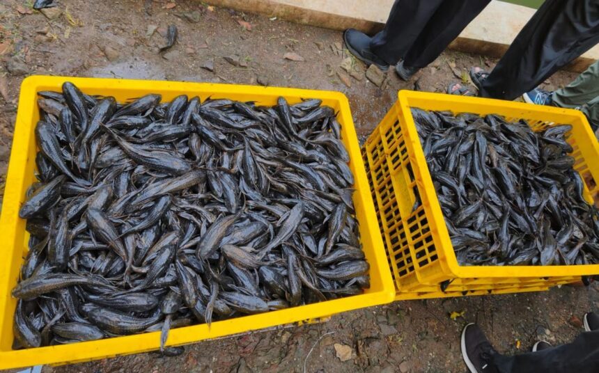 ikan sapu-sapu. Foto Ist