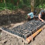 Para petani dari Kelompok Tani 1 Tiom, Lanny Jaya, Papua Pegunungan sedang menanam bibit Kopi Tiom menggunakan media poly bag sebelum nantinya dipindahkan ke area tanam setelah pohon mulai tumbuh. Foto: PLN