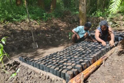 Para petani dari Kelompok Tani 1 Tiom, Lanny Jaya, Papua Pegunungan sedang menanam bibit Kopi Tiom menggunakan media poly bag sebelum nantinya dipindahkan ke area tanam setelah pohon mulai tumbuh. Foto: PLN