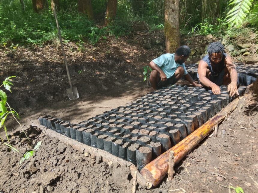 Para petani dari Kelompok Tani 1 Tiom, Lanny Jaya, Papua Pegunungan sedang menanam bibit Kopi Tiom menggunakan media poly bag sebelum nantinya dipindahkan ke area tanam setelah pohon mulai tumbuh. Foto: PLN