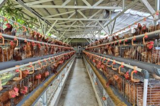 Ilustrasi peternakan ayam. Foto: Dok Kementan