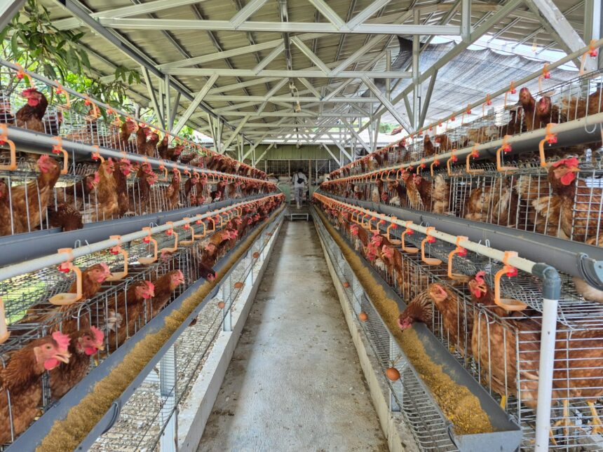 Ilustrasi peternakan ayam. Foto: Dok Kementan