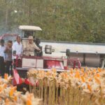 PANEN JAGUNG
