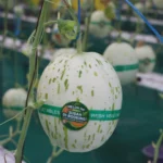 Melon hasil riste UGM yang diaplikasikan pesantren. Foto: Dok UGM